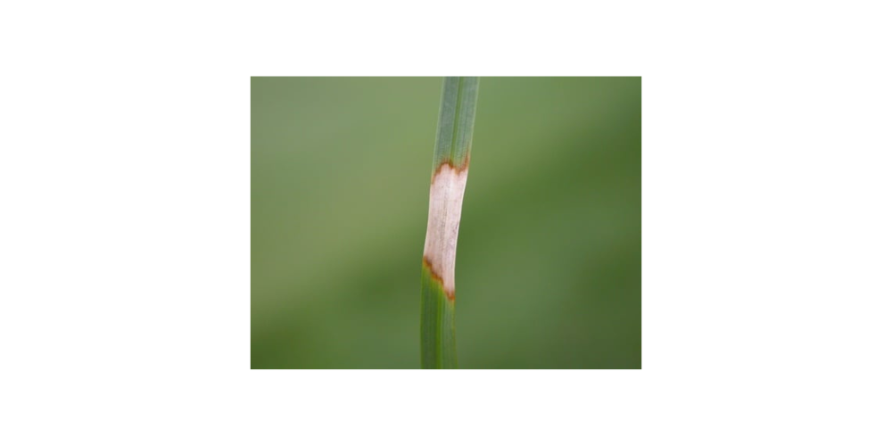 Dollar spot lamina fogliare