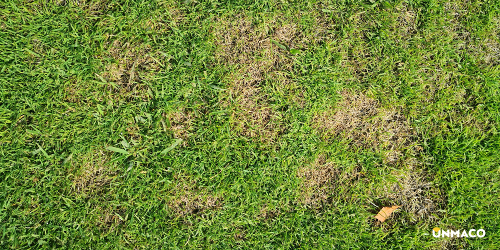 Dollar spot tappeto erboso alto