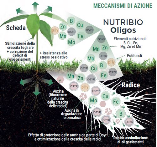 meccanismo funzionamento concime nutribio oligos