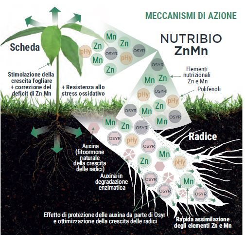 Funzionamento di Nutribio ZnMn