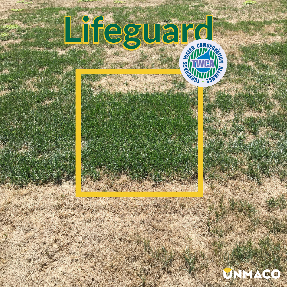 tolleranza siccità festuca Lifeguard